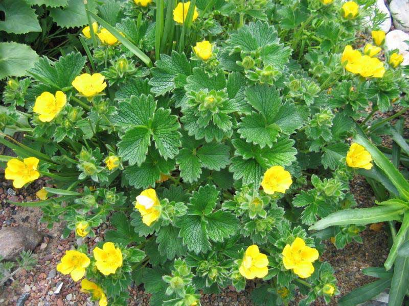 Лапчатка мохнатая