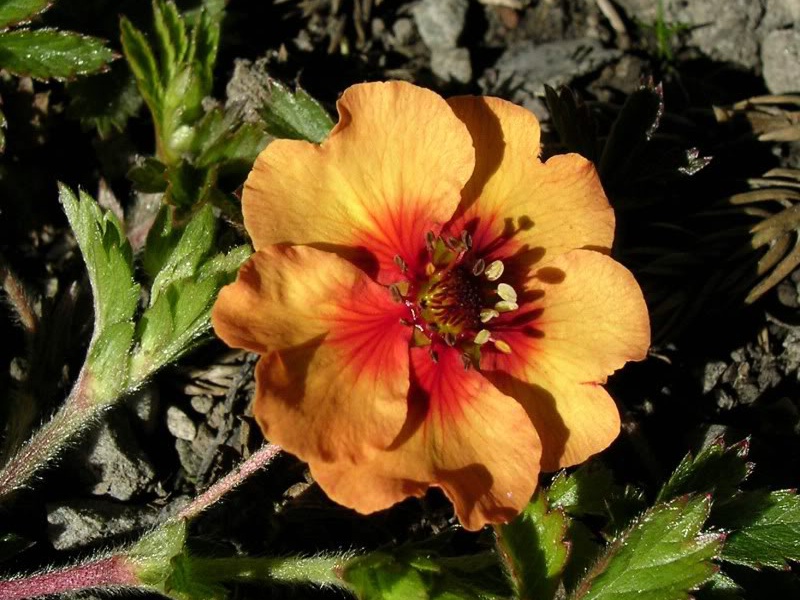 Лапчатка Тонга