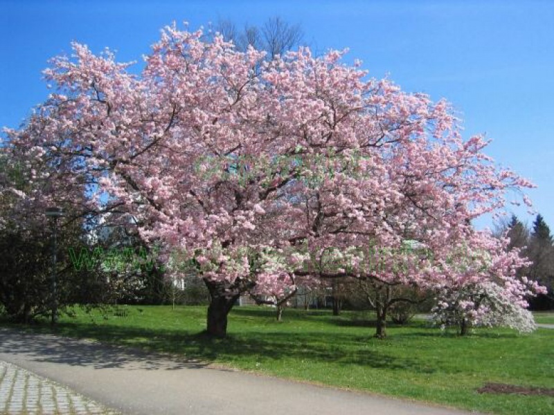 Вишня декоративная ранняя