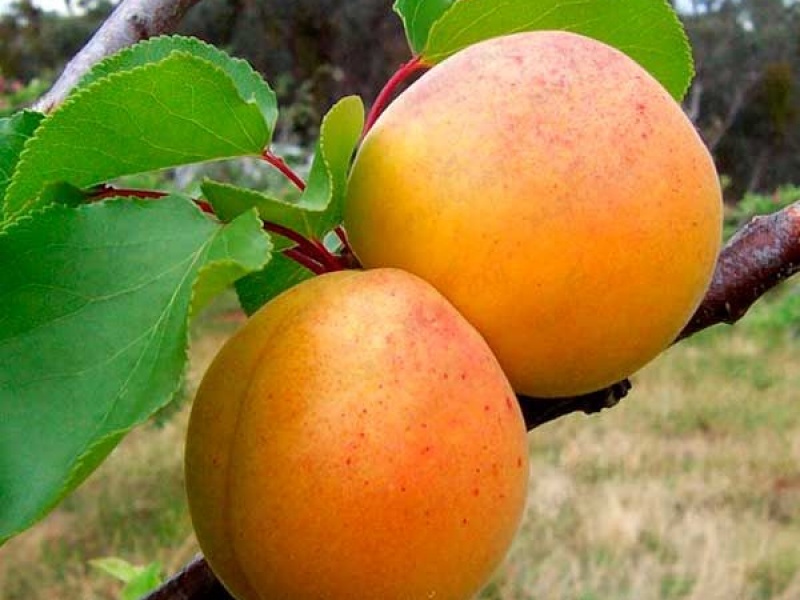 Абрикос ананасный