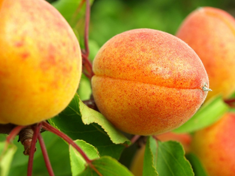 Абрикос Амур