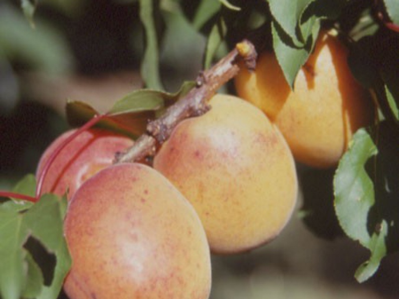 Абрикос Луизет