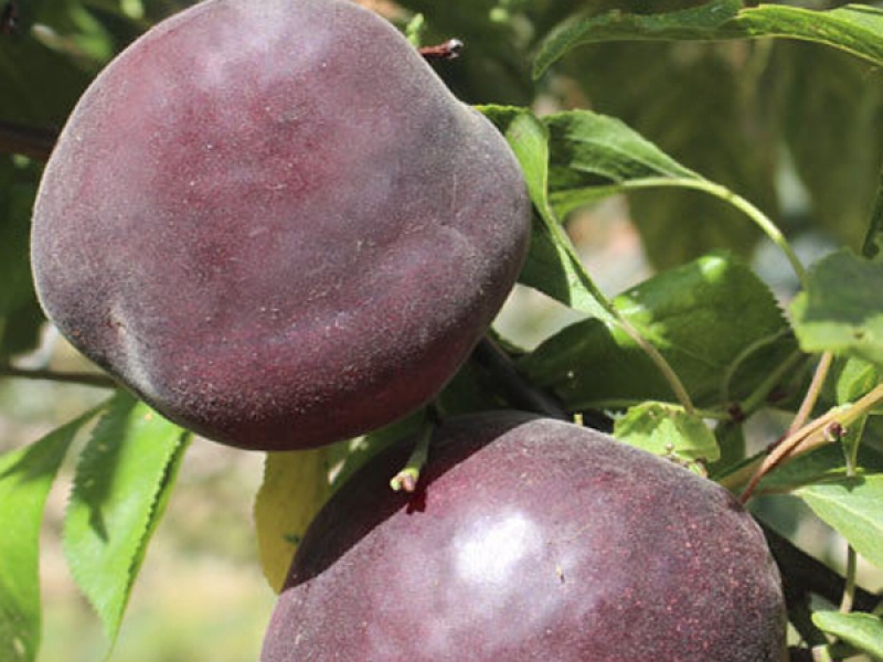 Абрикос Мелитопольский черный