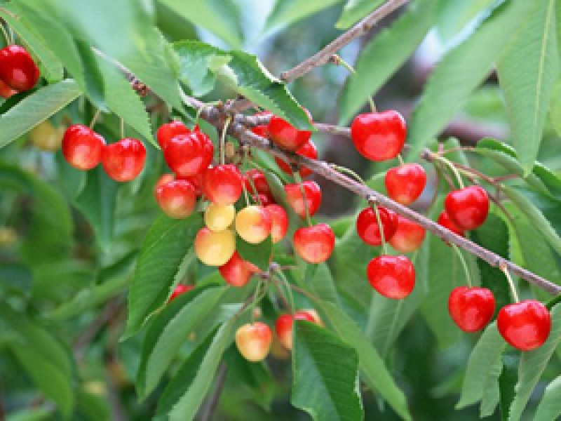 Черешня, или Вишня птичья