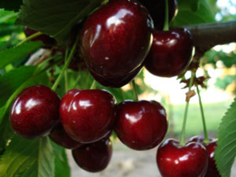 Черешня прощальная