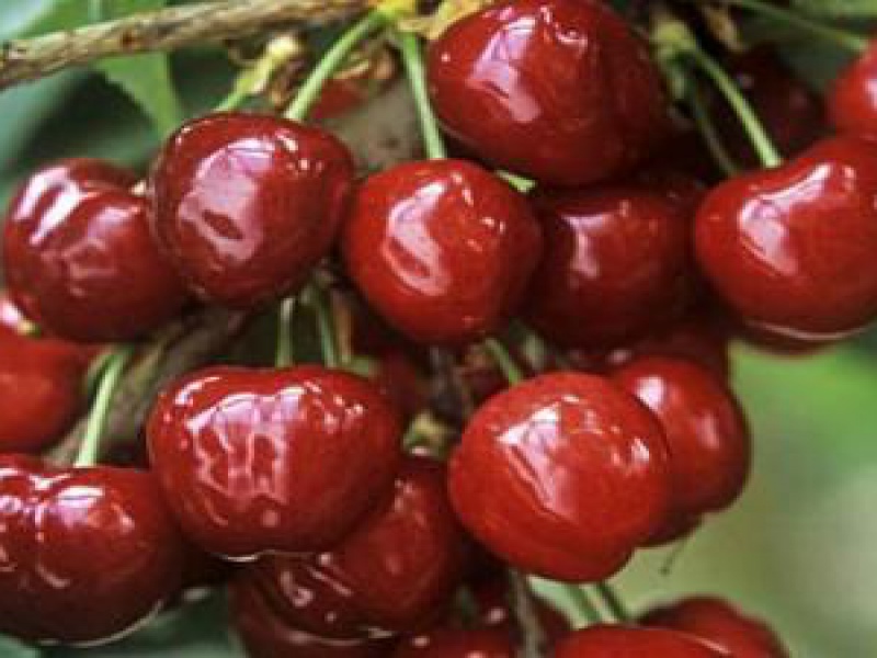 Черешня «Талисман»