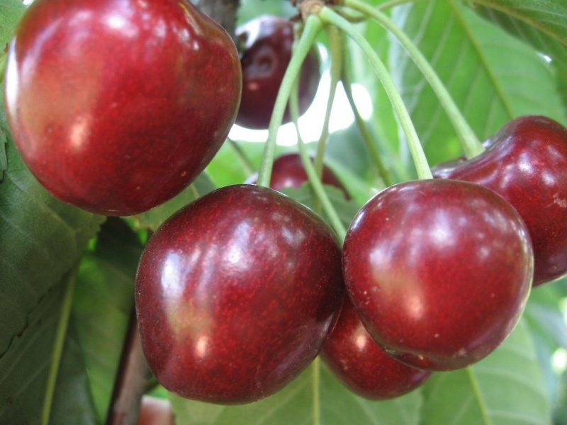 Черешня «Крупноплодная»