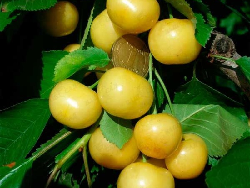 Черешня Дачница