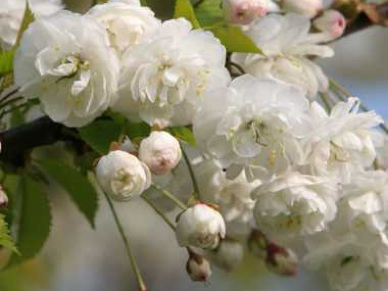 Double-flowered Bird Cherry