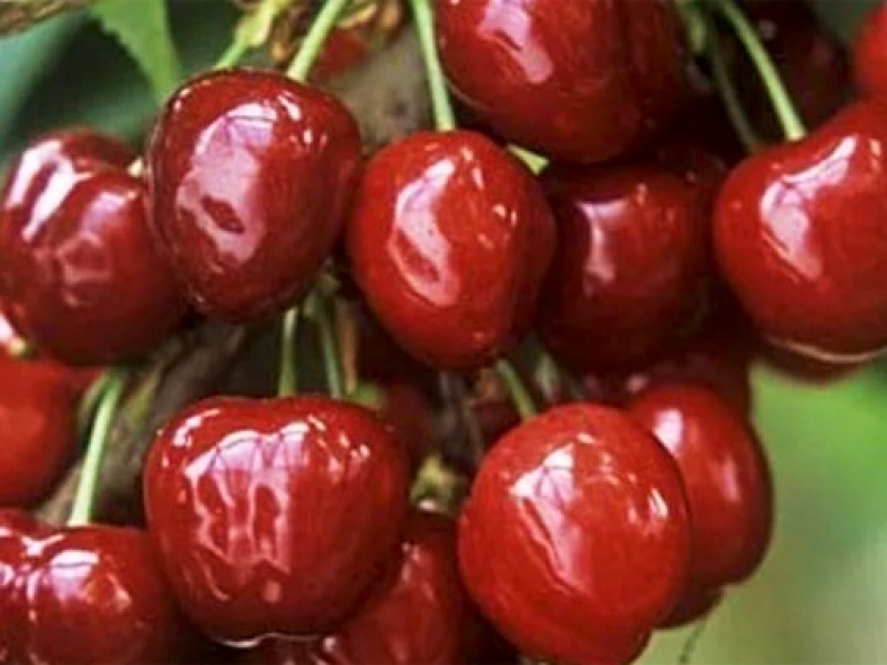 Черешня Саммит