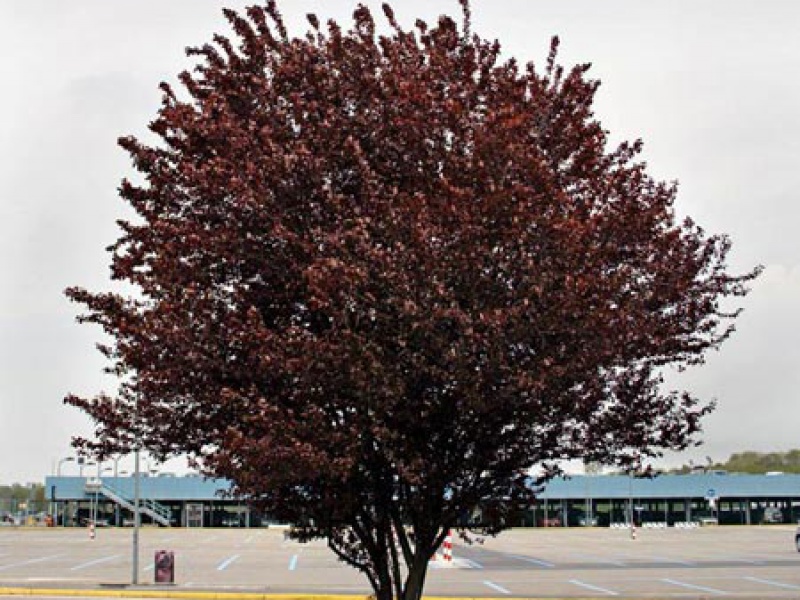 Слива растопыренная «Нигра»