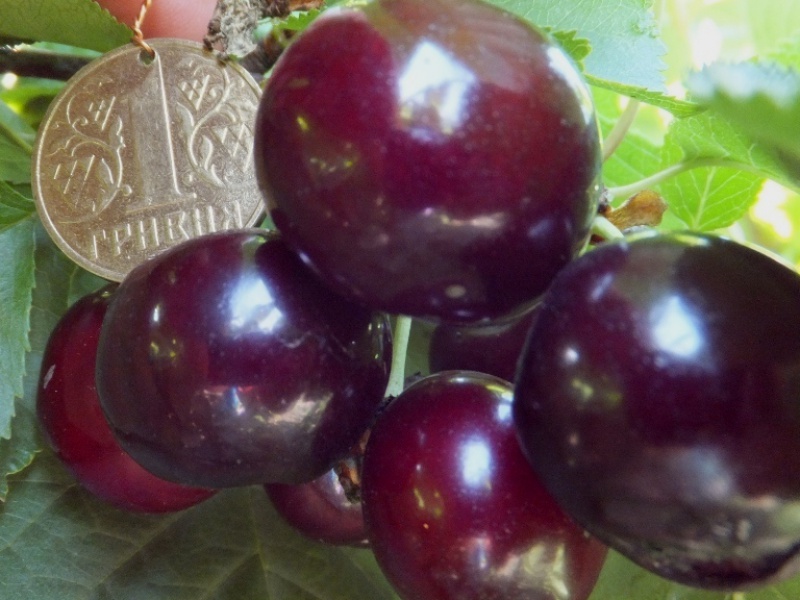 Вишня обыкновенная «Донецкий Великан»