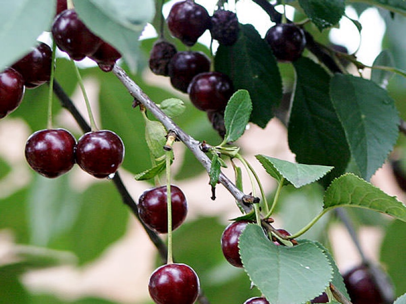 Вишня обыкновенная Морелло
