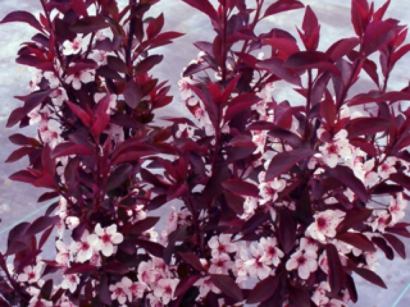 Слива пурпурная