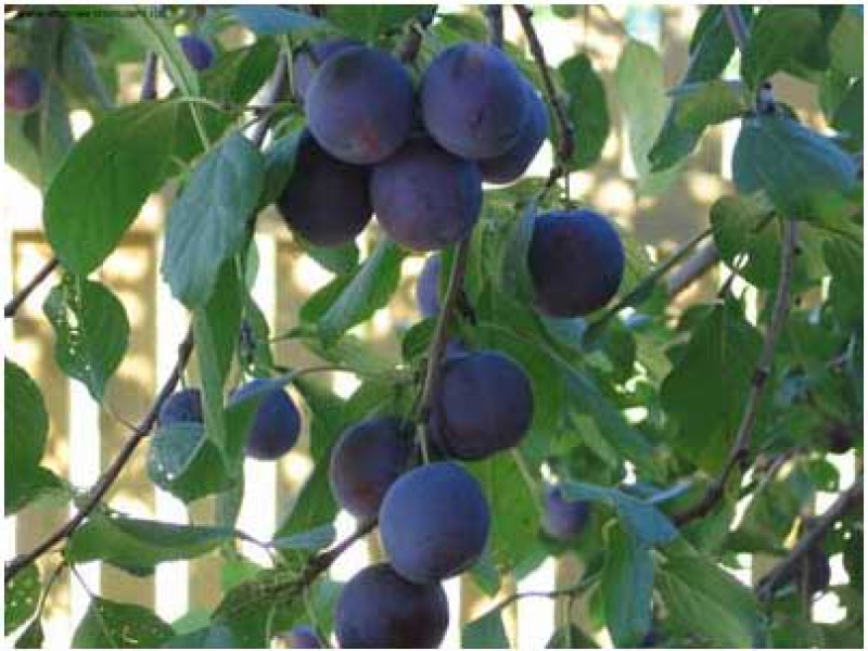 Слива домашняя