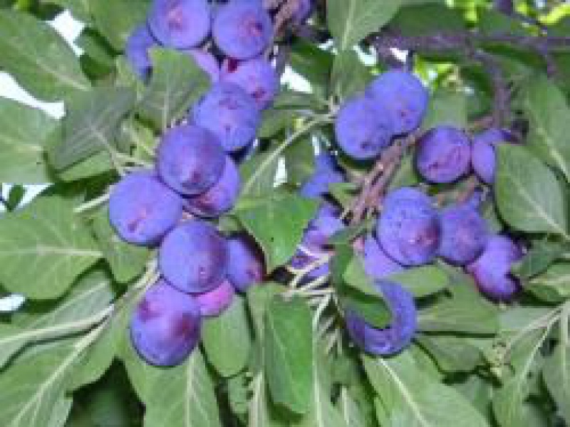 Слива Изюм-Эрик