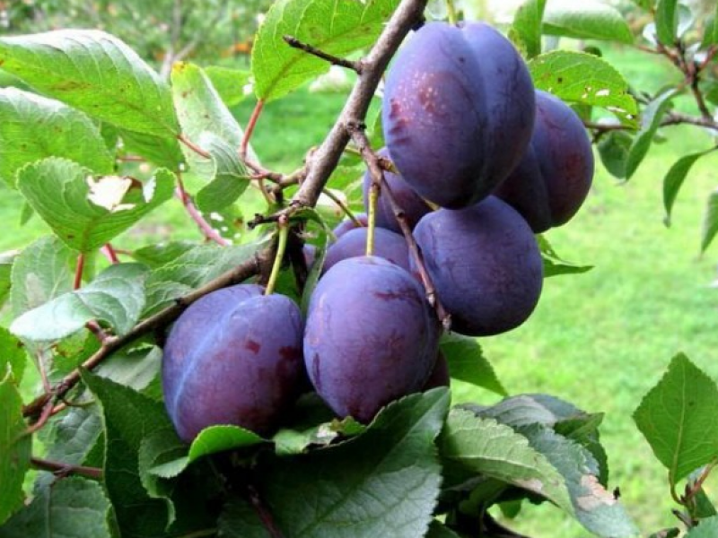 Слива Венгерка Донецкая