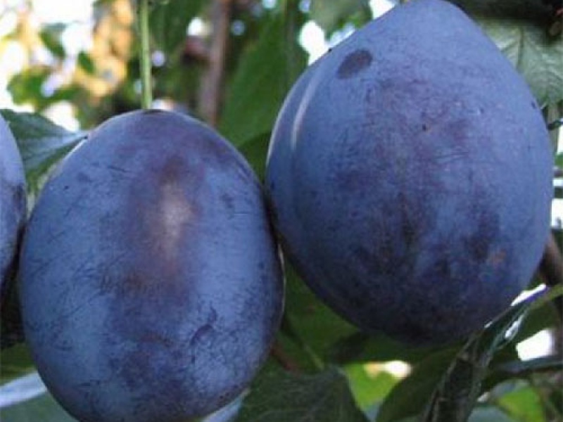 Слива Венгерка Итальянская