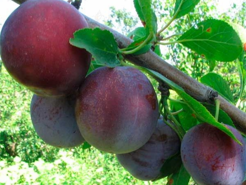 Слива Кабардинская раняя