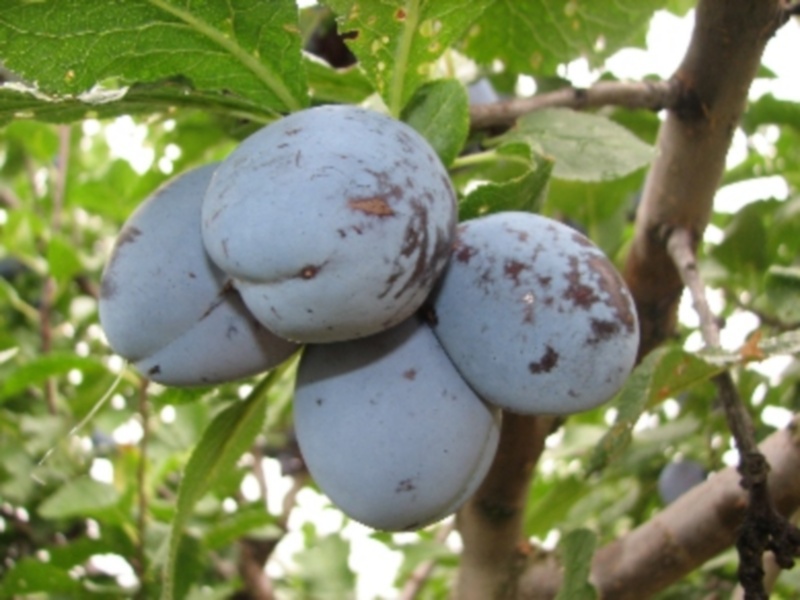 Слива Чачакская