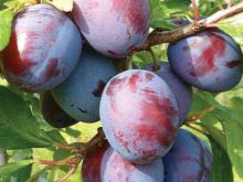 Слива Президент