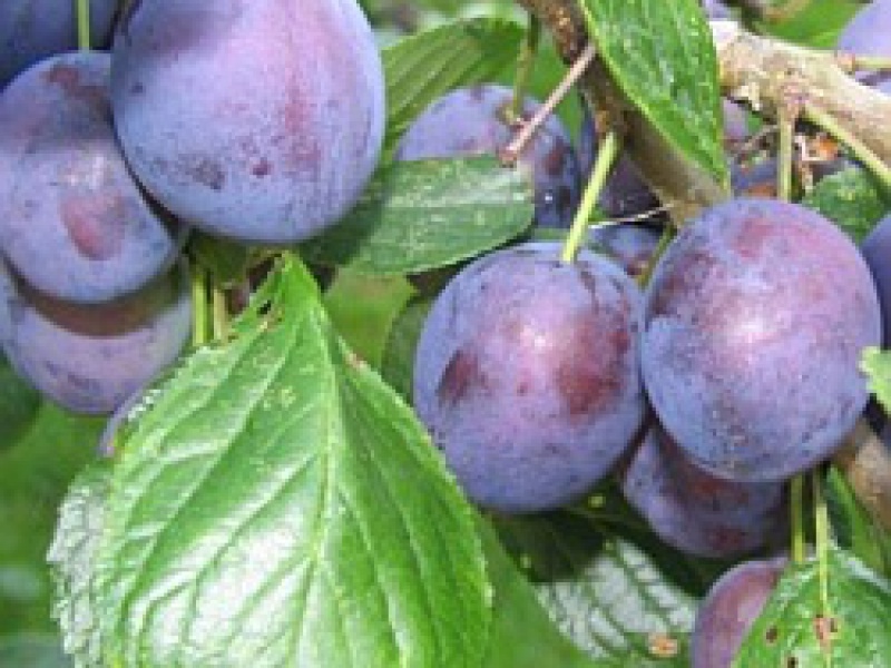 Слива Стенлей