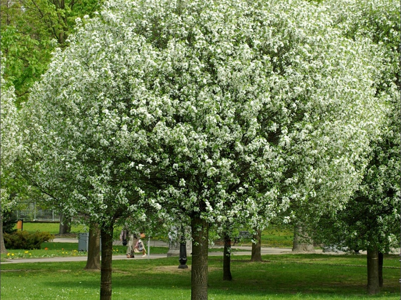 Вишня кустарниковая «Умбракулифера»