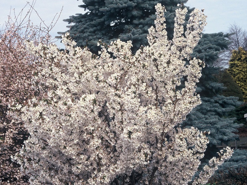 Вишня курильская «Бриллиант»