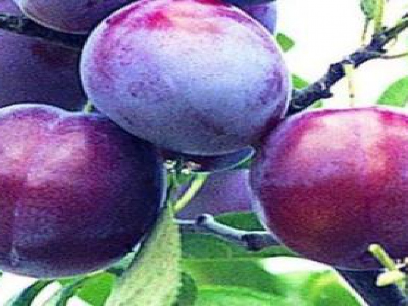 Plum