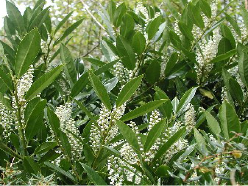 Лавровишня