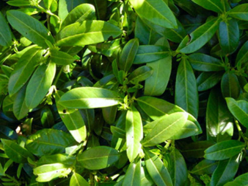 Dwarf cherry laurel