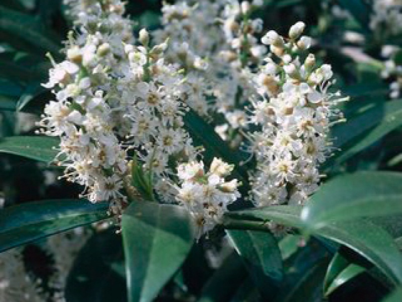 Лавровишня узколистная