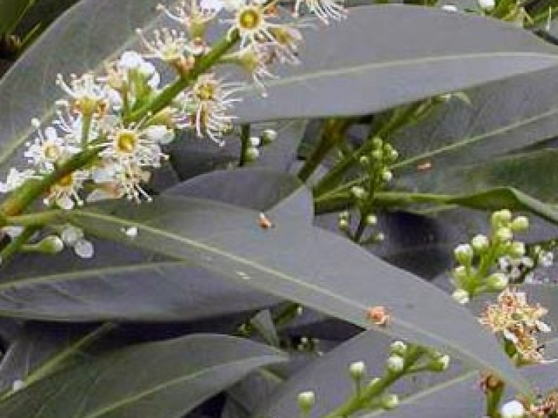 Upright cherry laurel