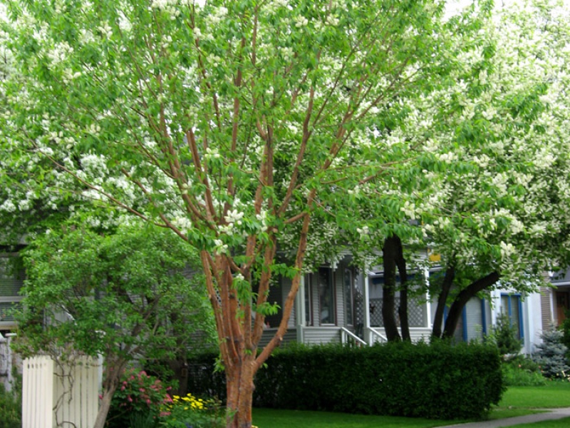 Черемуха Маака