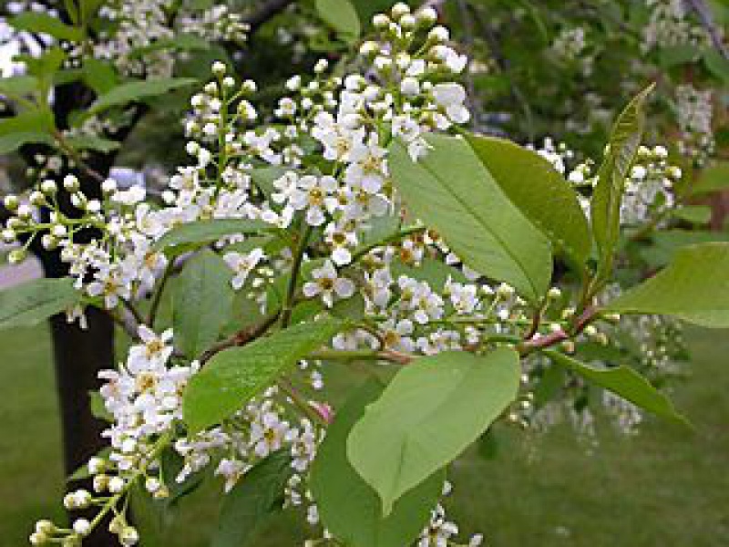 Черемуха обыкновенная