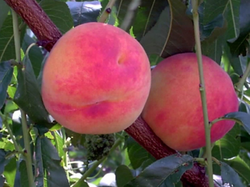 Персик Фламинго