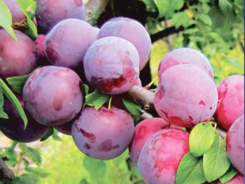 Слива Ксения