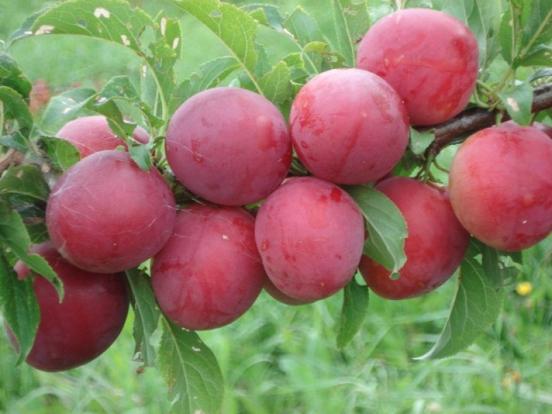 Слива Кубанская комета