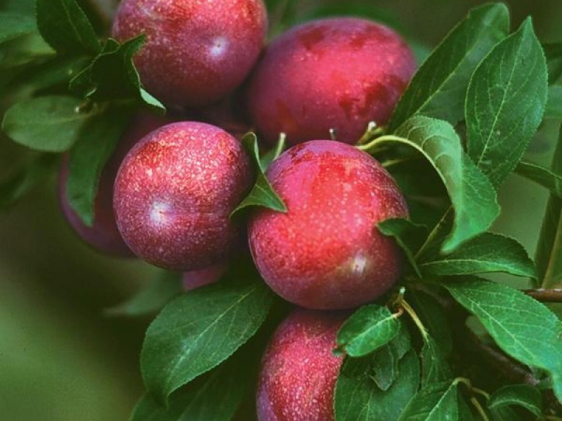 Слива Оцарк Премьер