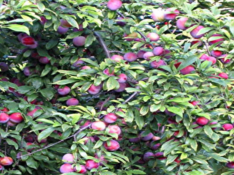 Слива китайская Санта Роза