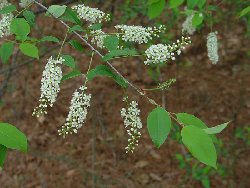 Черемуха поздняя