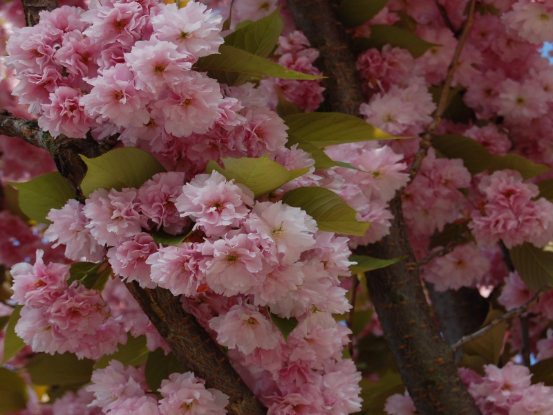 Сакура «Kanzan»