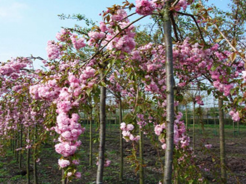 Сакура «Kiku-shidare-zakura»