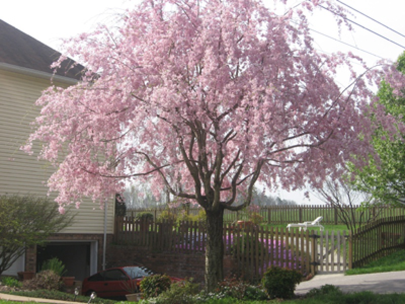 Вишня зимняя белая