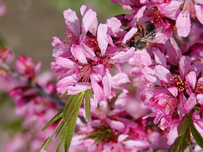 Миндаль низкий