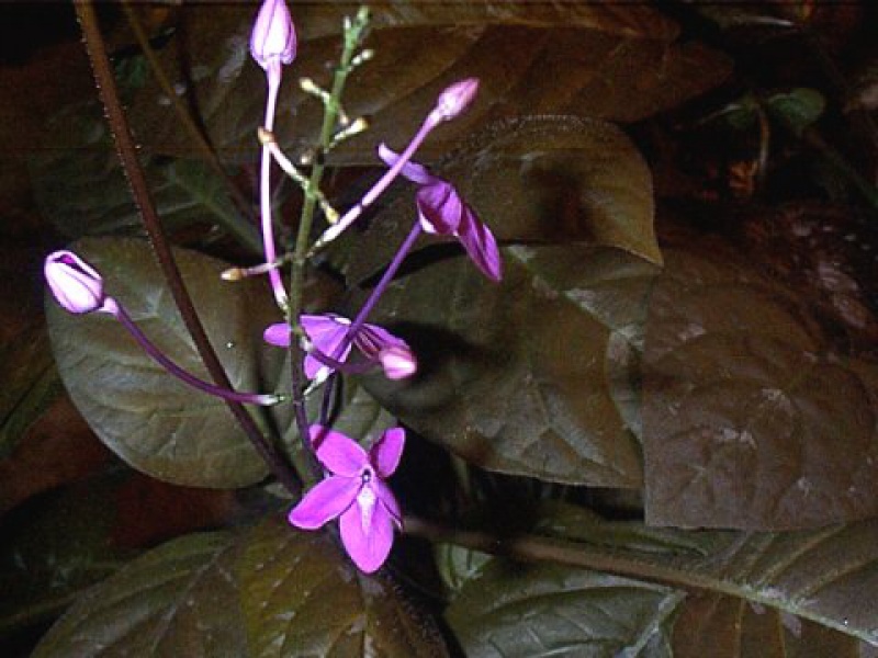 Псевдэрантемум