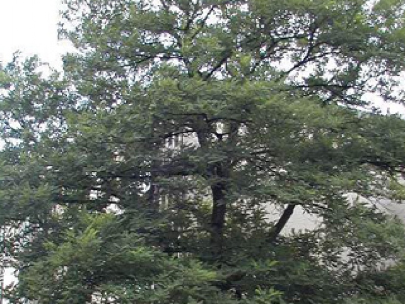 Conical acacia