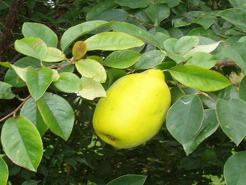 Айва китайская