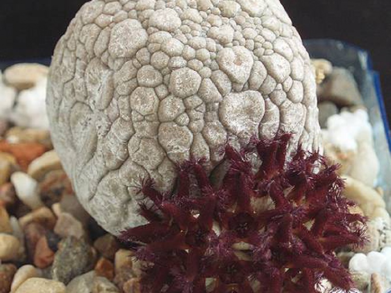 Псевдолитос