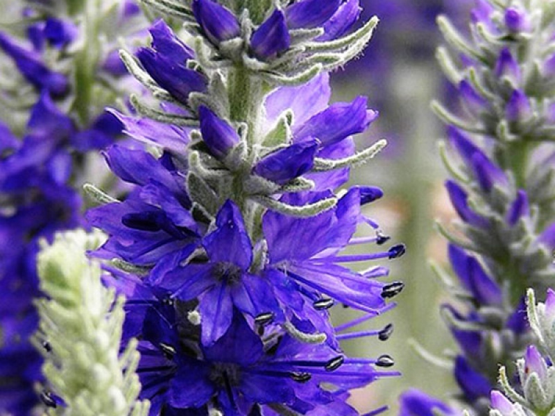 Вероника седая